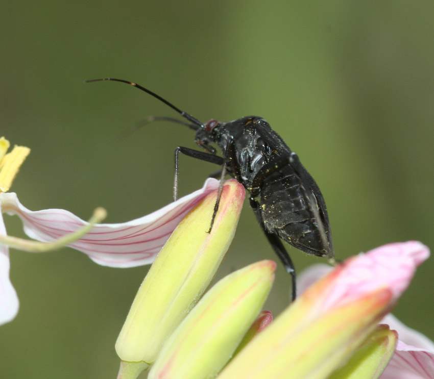 Calocoris nemoralis: la forma 